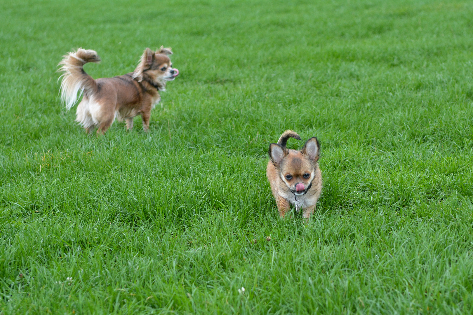 Chihuahua: wer hat die längere Zunge?