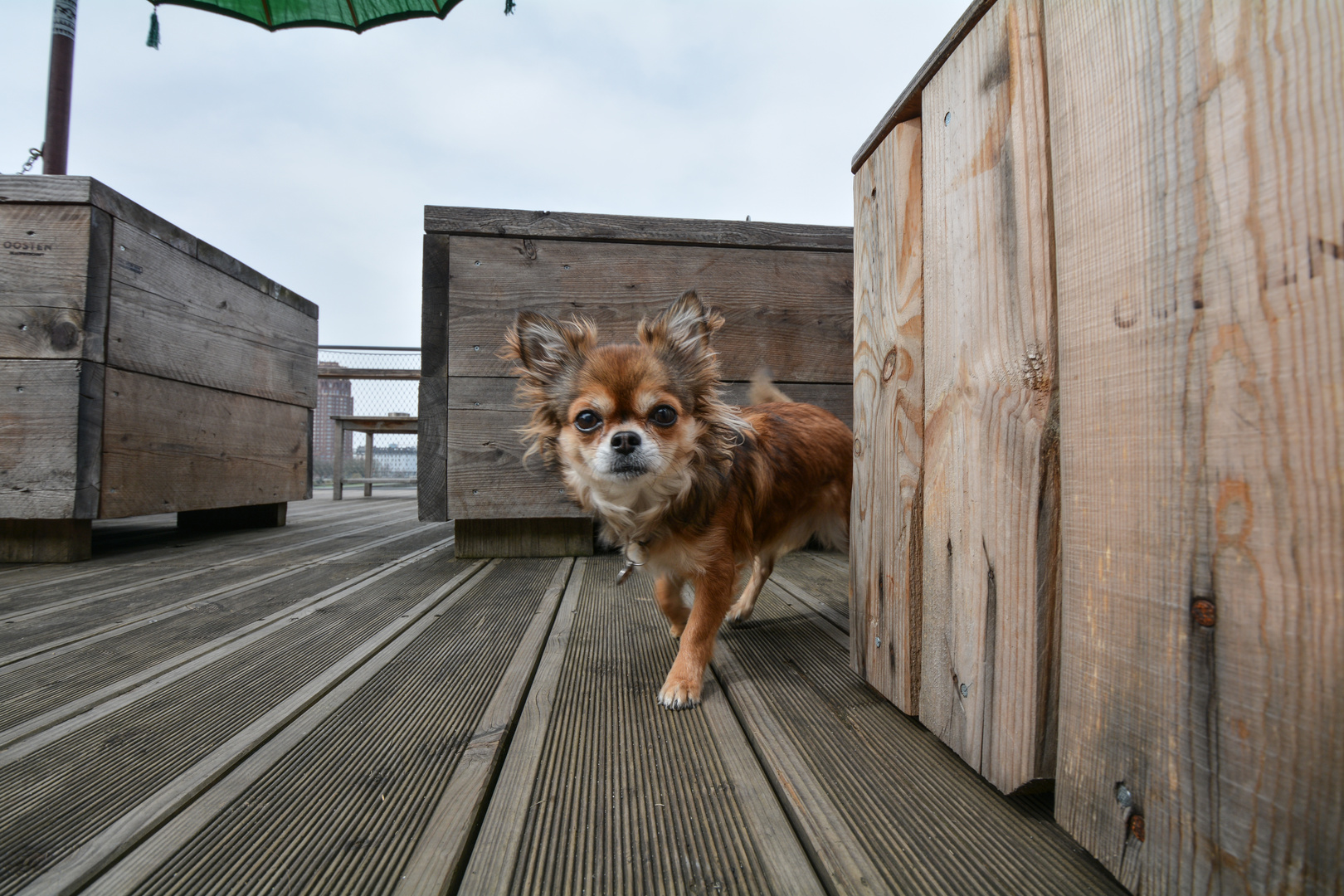 Chihuahua: Wer kommt denn da um die Ecke?