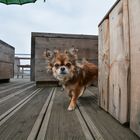 Chihuahua: Wer kommt denn da um die Ecke?