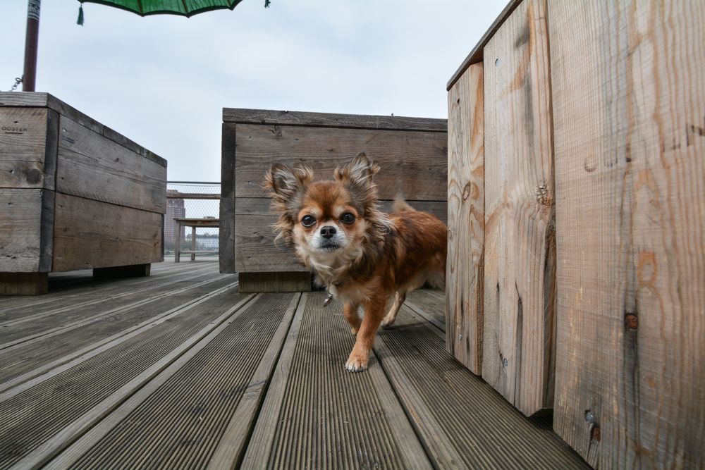 Chihuahua: Wer kommt denn da um die Ecke?