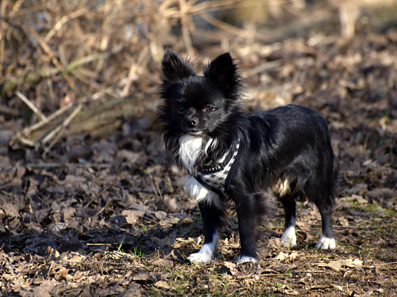 Chihuahua Zabou vom Engelstein