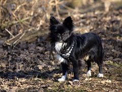 Chihuahua Zabou vom Engelstein