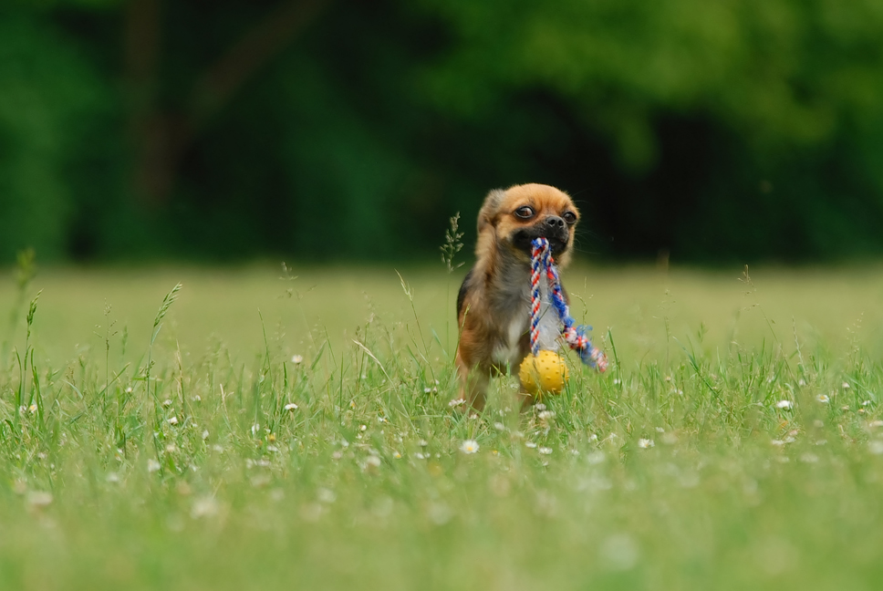 ChihuahuaBallBlick