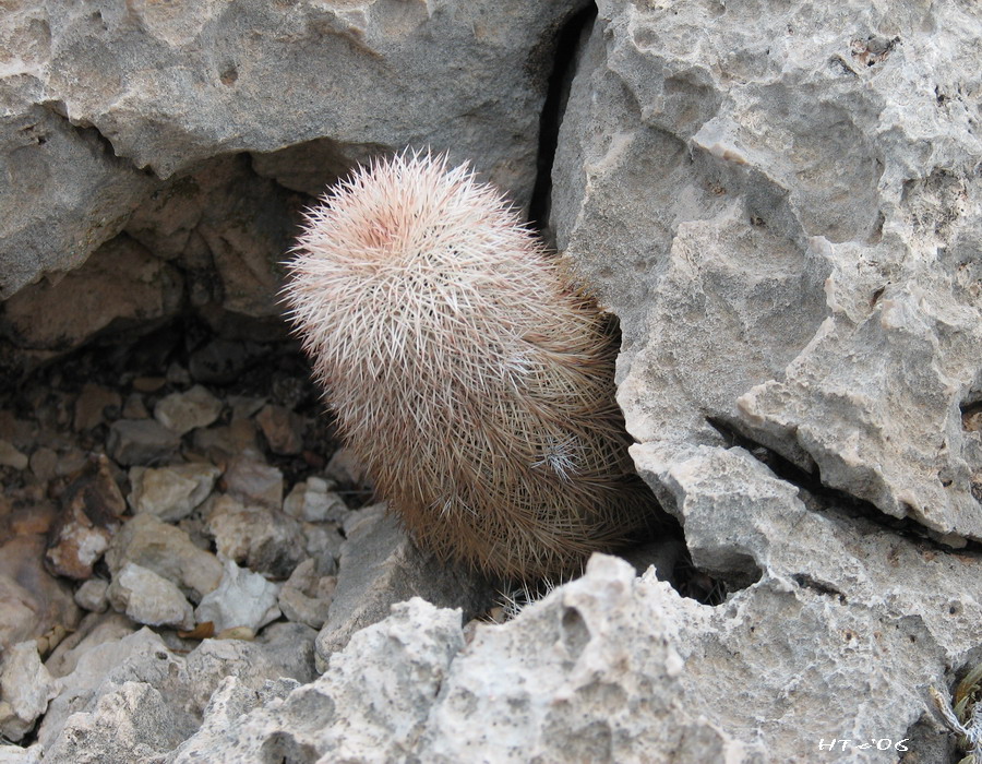 Chihuahuan Desert