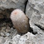 Chihuahuan Desert