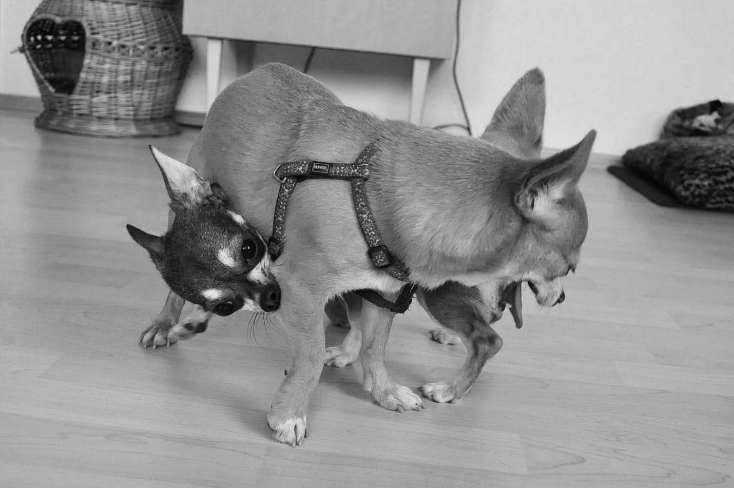 Chihuahuas