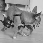 Chihuahuas