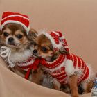 Chihuahuas - Warten auf Santa Claus