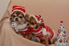 Chihuahuas - Warten auf Santa Claus