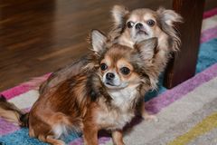 Chihuahuas : Was guckst du?