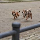 Chihuahuas - Wer wird erster?