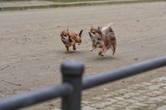 Chihuahuas - Wer wird erster?