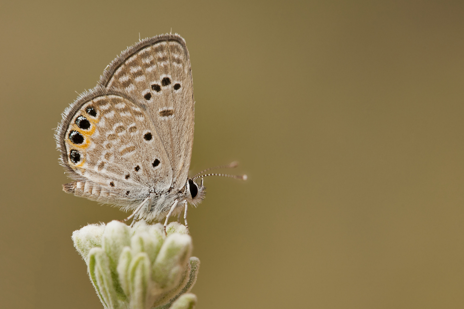 Chilades trochylus , Grass Jewel