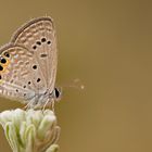 Chilades trochylus , Grass Jewel