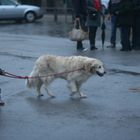 Child and his dog