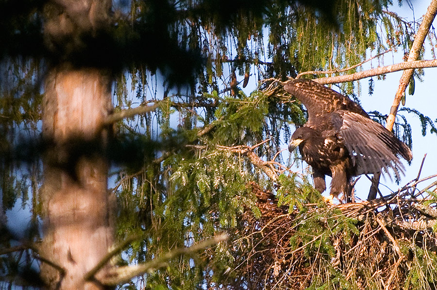 child eagle in the wild