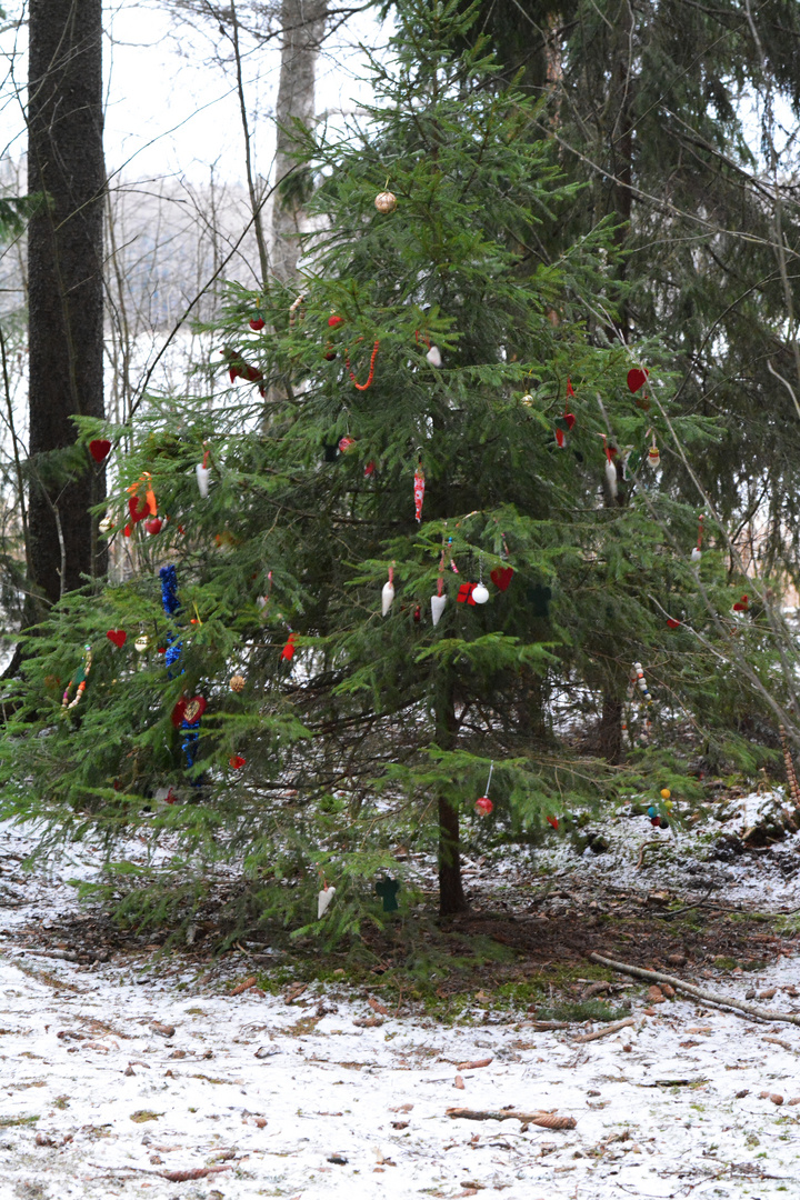 Children has decorated the spruce on forest