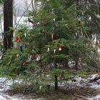 Children has decorated the spruce on forest