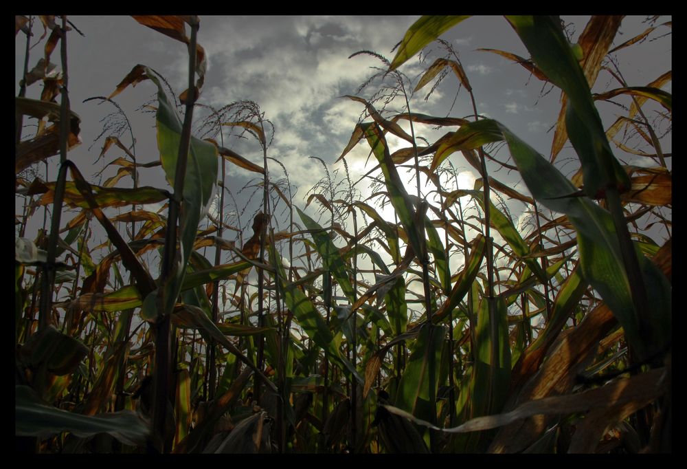 Children Of The Corn