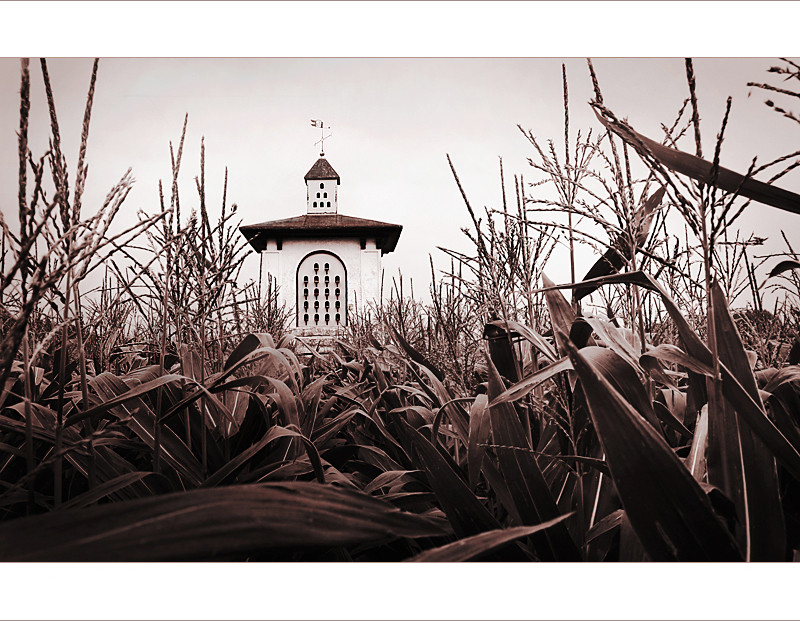 Children of the corn...