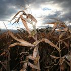 Children of the Corn