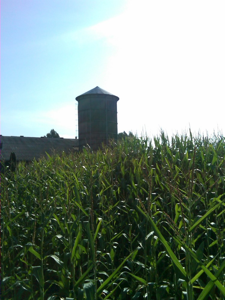 Children of the corn II