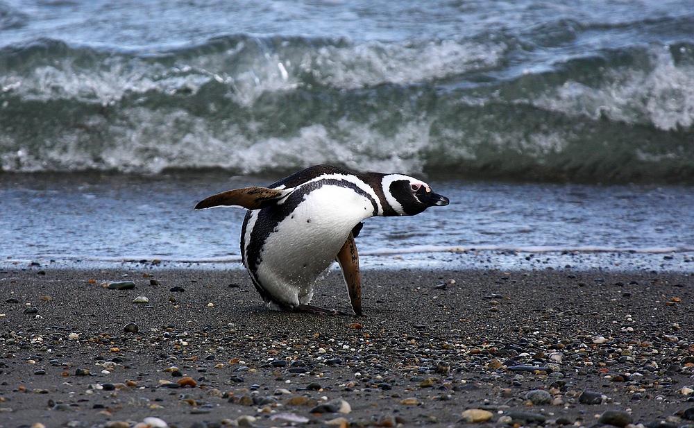 Chile (18) - Patagonien