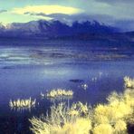 Chile (2) : Lago Chungará (4500m)