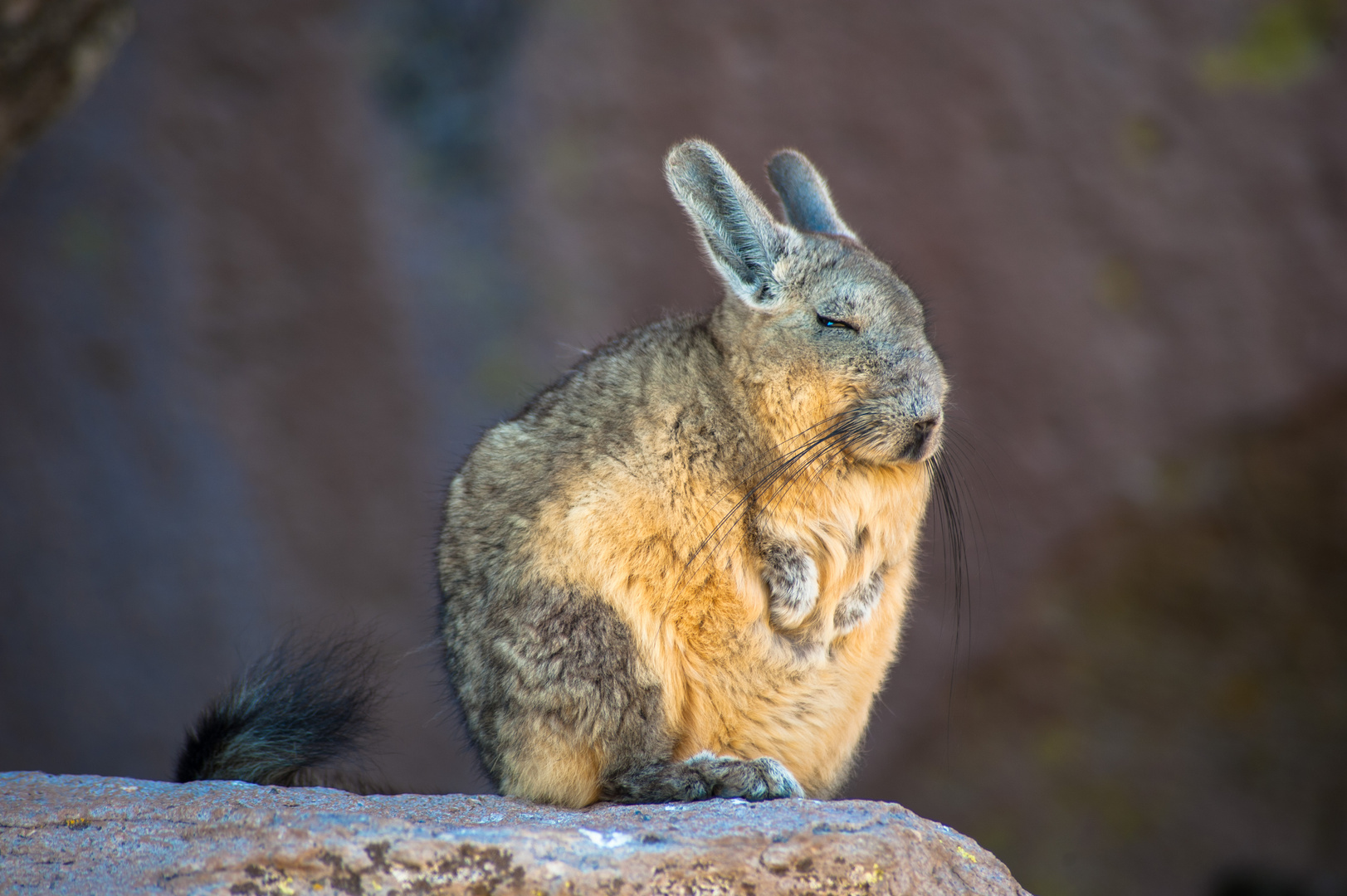 Chile 2014 Lauca Nationalpark, Viscacha (Lagostomus maximus) Foto