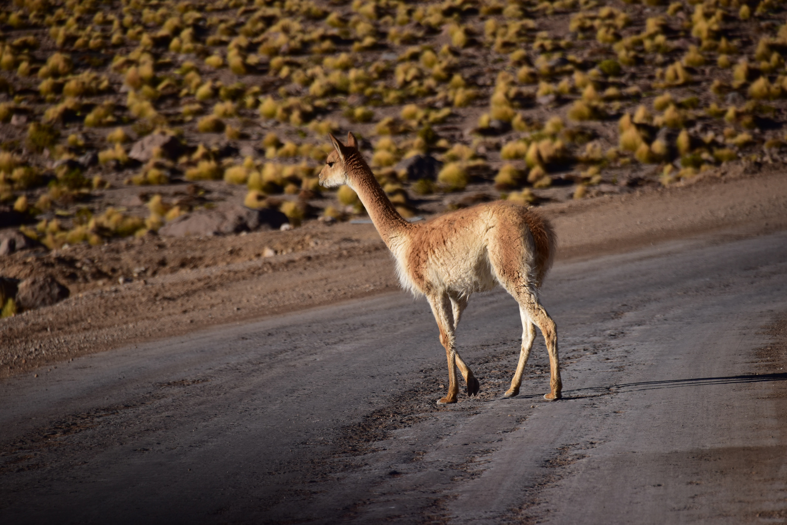 Chile-2018_Atacama