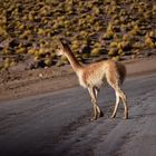 Chile-2018_Atacama