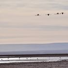 Chile-2018_Atacama