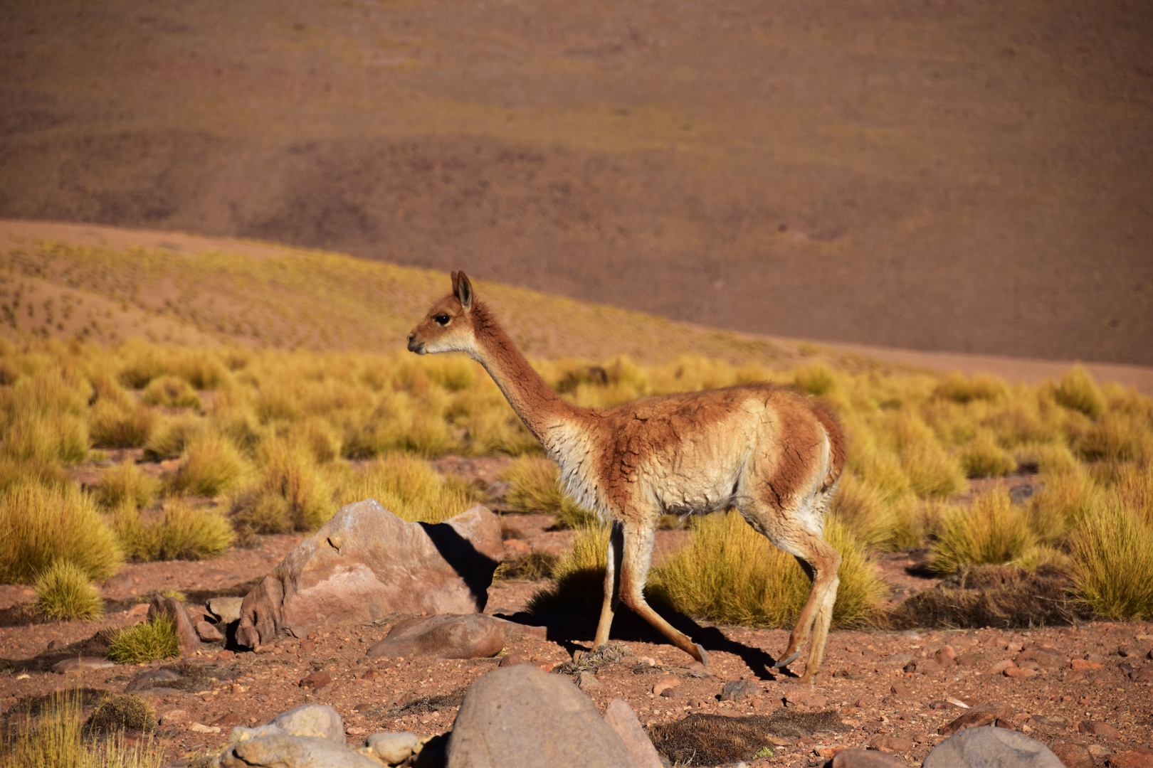 Chile-2018_Atacama