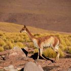 Chile-2018_Atacama