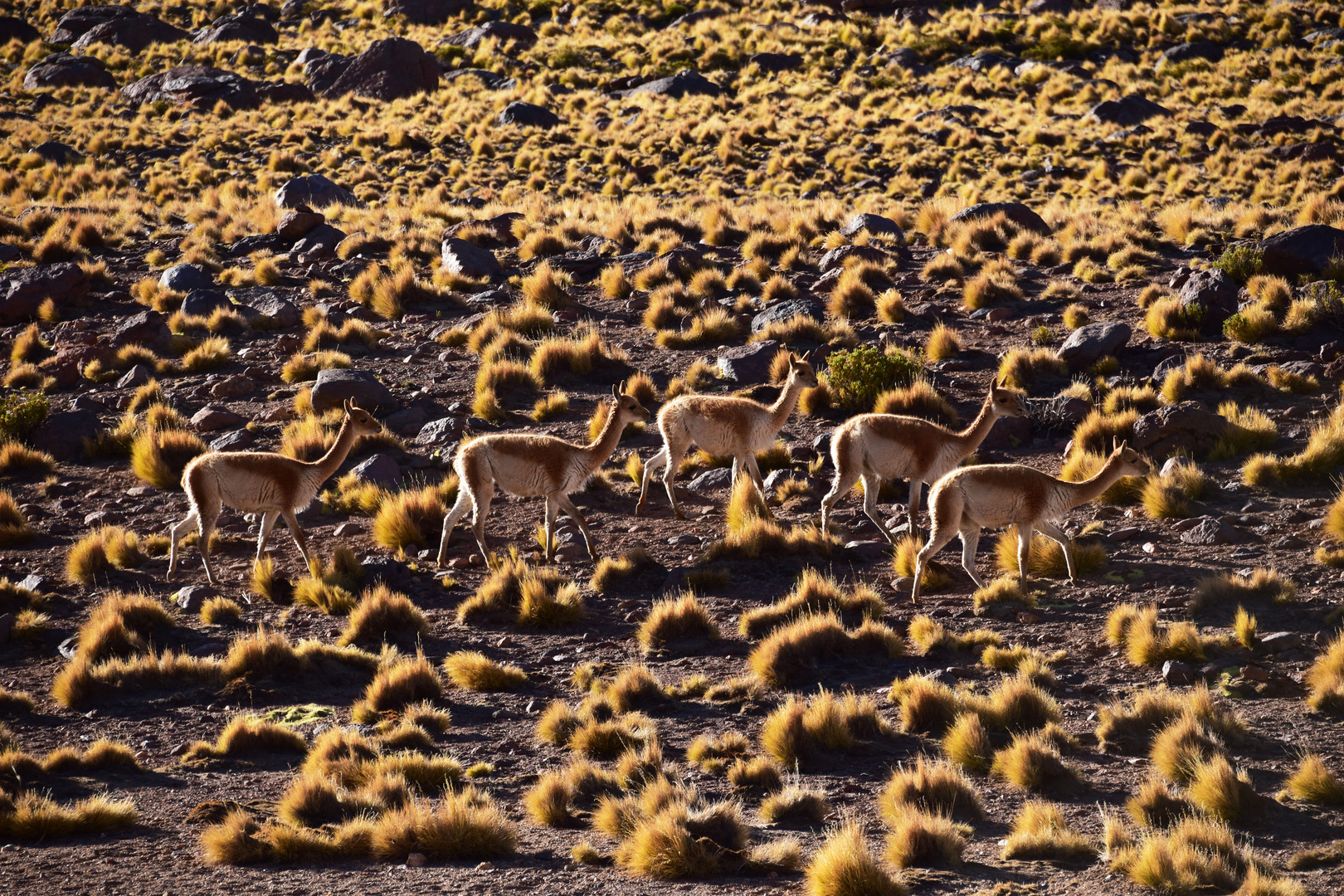 Chile-2018_Atacama