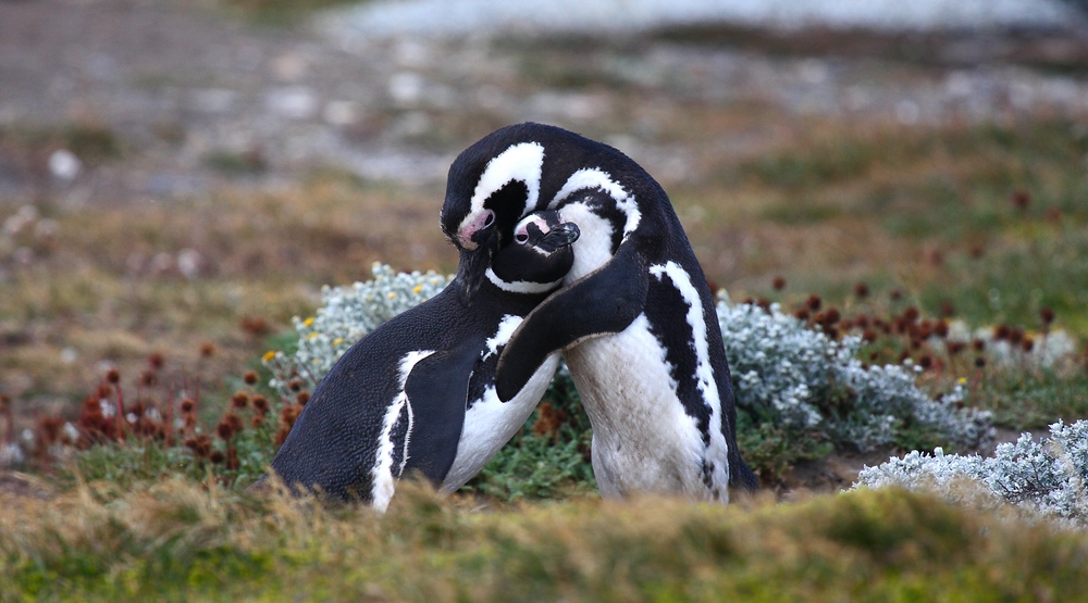 Chile (4) - Punta Arenas