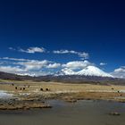 Chile - Altiplano I