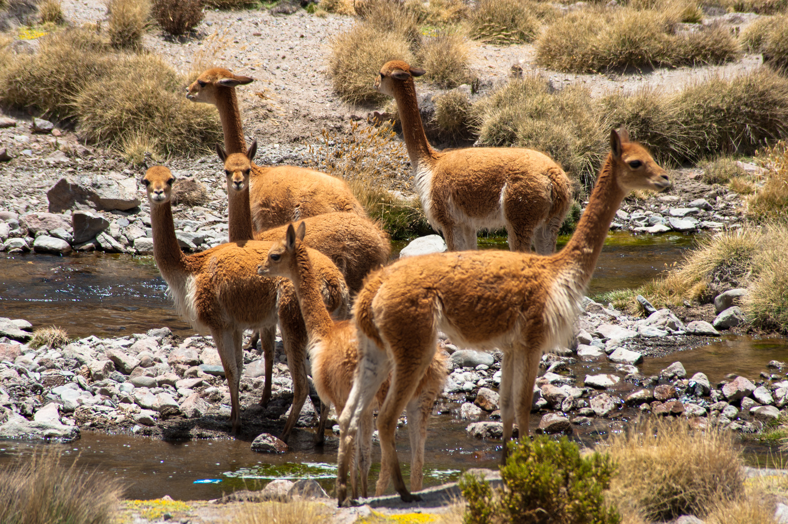 Chile: Altiplano, Vikunja 