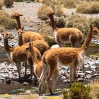 Chile: Altiplano, Vikunja 