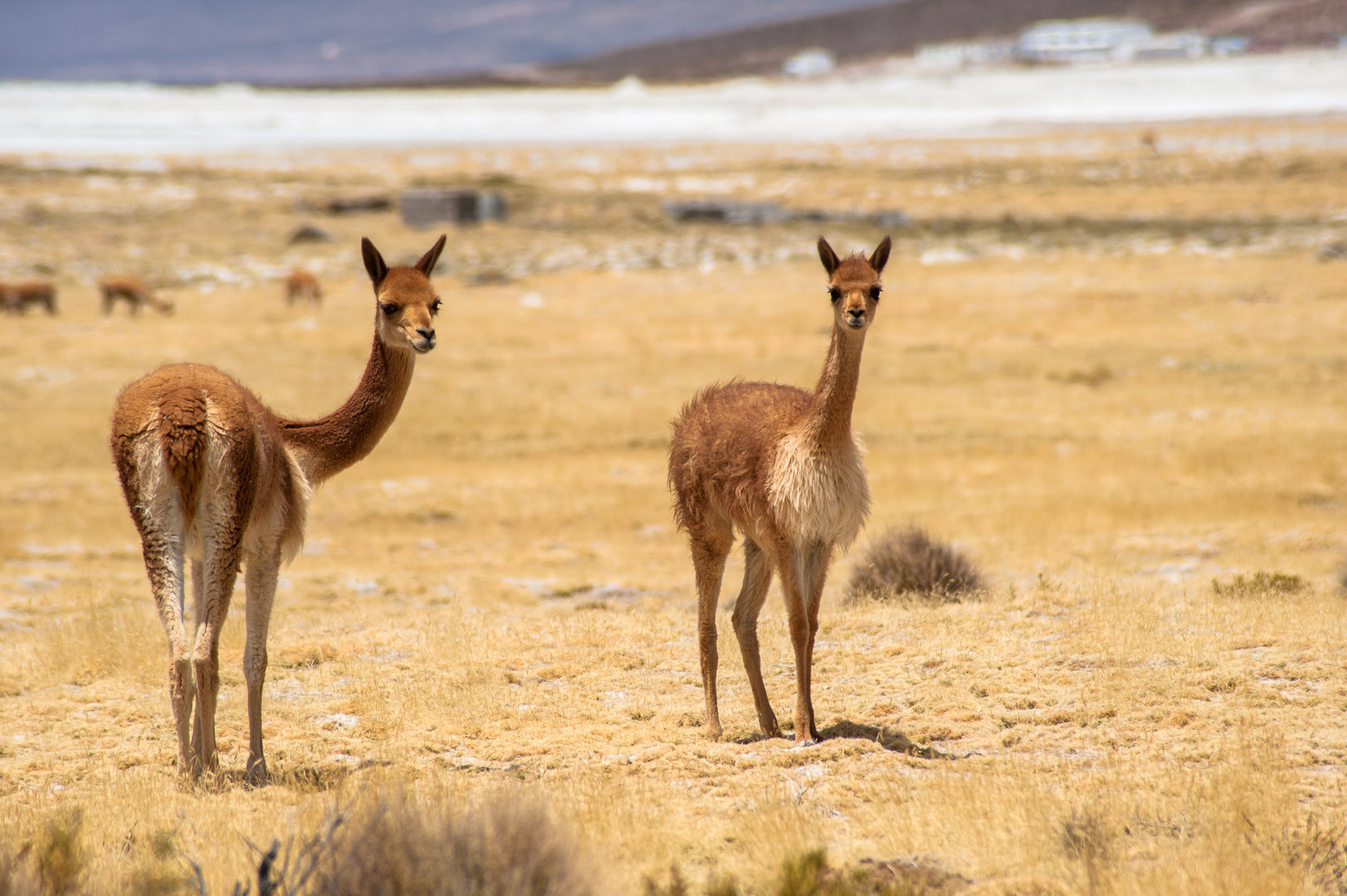 Chile: Altiplano, Vikunja