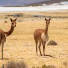 Chile: Altiplano, Vikunja