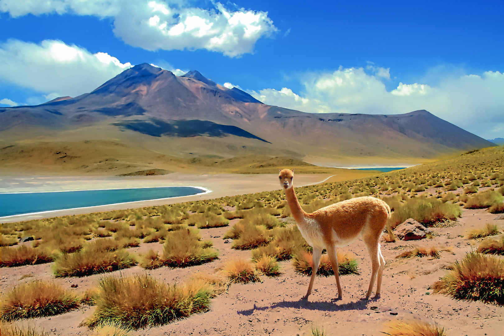Chile, Anden, Hochland Lagunen Miñiques und Miscanti,