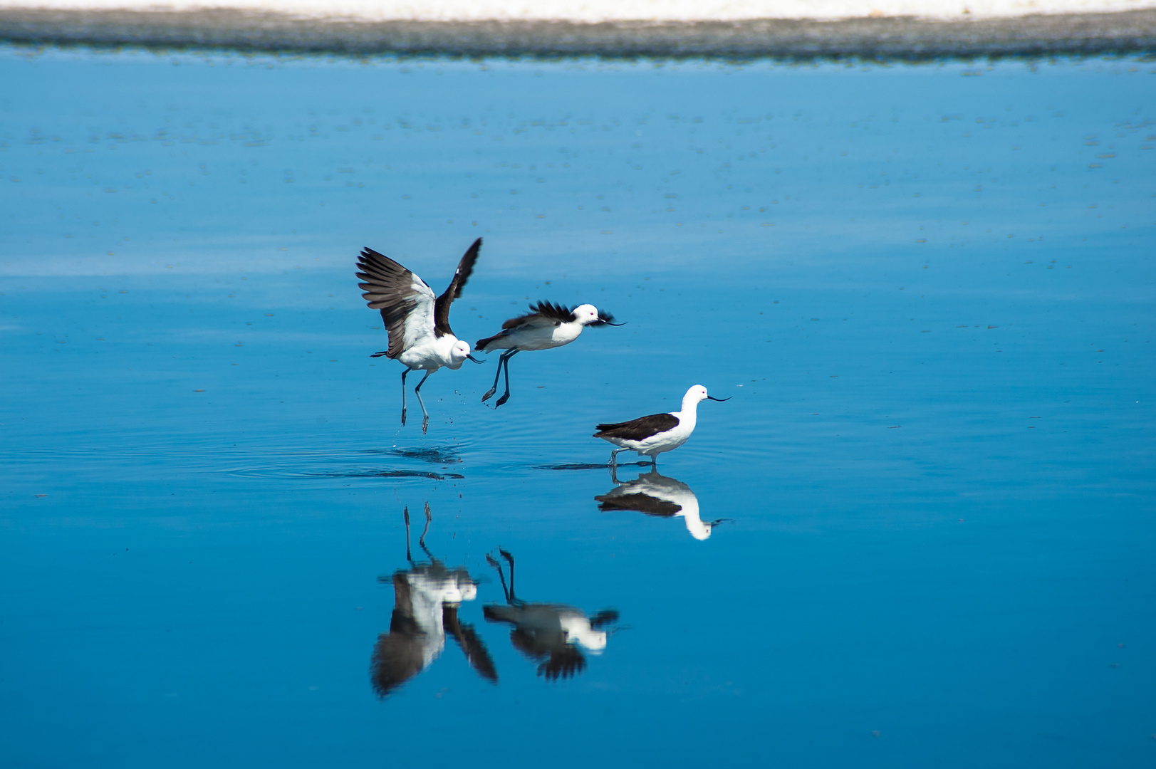 Chile: Atacama Wüste, Laguna de Chara: Säbelschnäbler Recurvirostra sp.