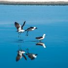 Chile: Atacama Wüste, Laguna de Chara: Säbelschnäbler Recurvirostra sp.