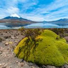 Chile: Die Vulkane Parinacota 6348m, Nevado Sajama 6542m mit dem Lago Chungará #2