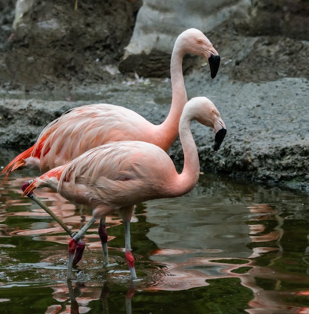Chile-Flamingeo-Zoo-ZH