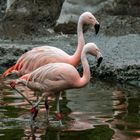 Chile-Flamingeo-Zoo-ZH