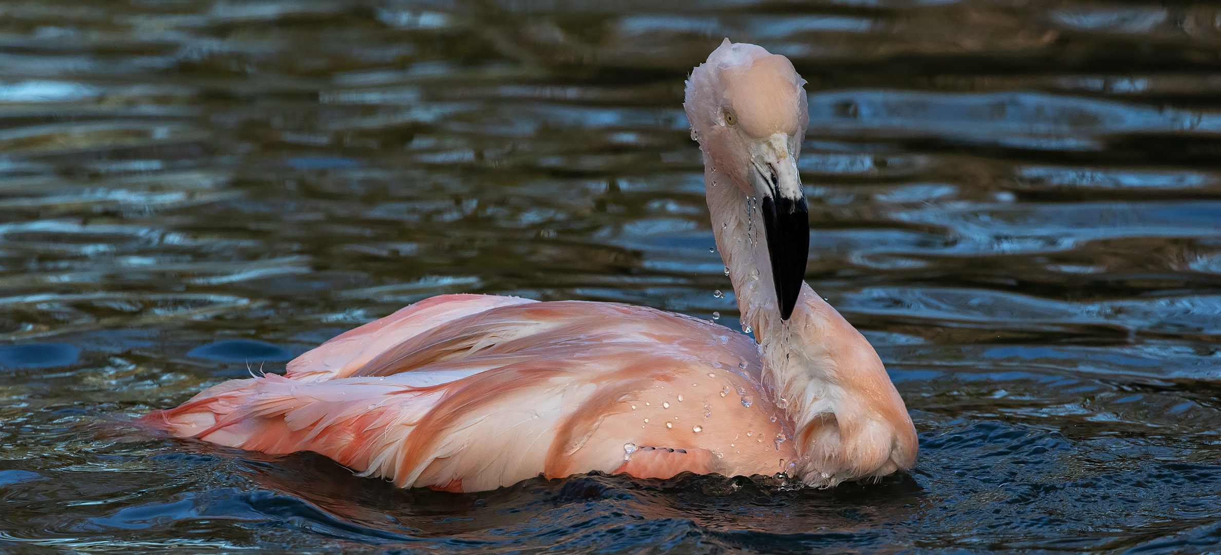 Chile-Flamingo 001