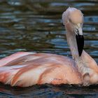 Chile-Flamingo 001
