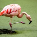 Chile Flamingo 004 